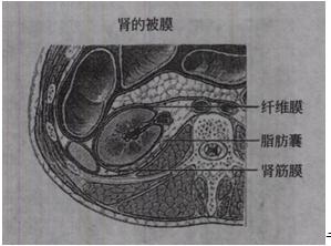 脂肪囊,纤维膜,肾筋膜 c.肾筋膜,纤维膜,脂肪囊 d.