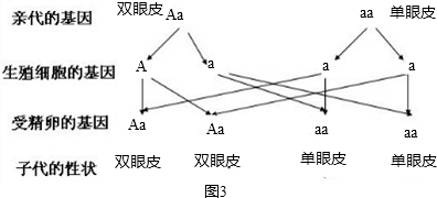 关于人类单双眼皮的说法中正确的是a一个双眼皮一个单眼皮的夫妇所生