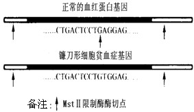 科学家经调查发现,该地区流行性疟疾的发病率很高,而镰刀形红细胞能