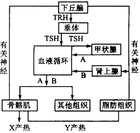 垂体分泌的激素下丘脑分泌激素的图以下丘脑为中心的思维导图下丘脑