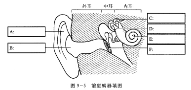 前庭蜗器填图图95