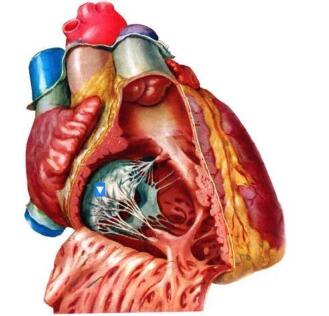 右房室瓣前尖c.隔缘肉柱d.乳头肌e.腱索查看答案