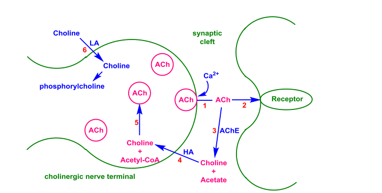 乙酰胆碱是神经系统信号传递的重要递质参与了副交感神经的调控功能当