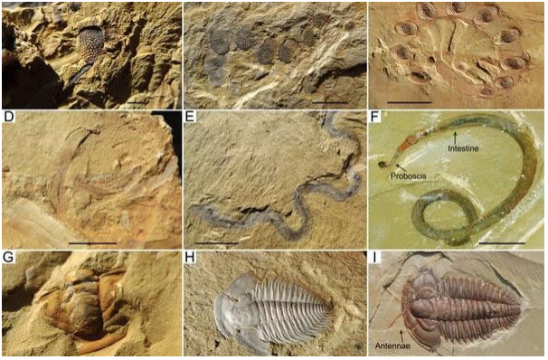 澄江动物化石群位于澄江县城以东5公里的帽天山，这一化石群的发现，轰动了国际科学界，被誉为“世界近代古
