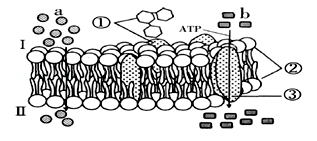 如图表示生物膜的亚显微结构，其中a和b为两种物质的运输方式，下列对生物膜结构和功能的叙述错误的是()