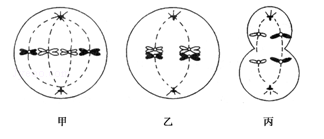 如图为某生物细胞处于不同分裂时期的示意图。下列叙述正确的是()。