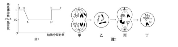 图1表示细胞分裂的不同时期染色体数与核DNA数比例的变化关系;图2表示同种动物处于细胞分裂不同时期的