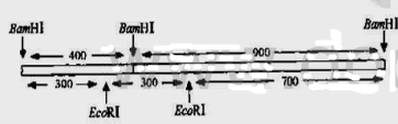 用BamH Ⅰ切割一重组质粒DNA分子并从中分离纯化了两个DNA片段，一段长400bp，另一段长90