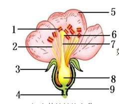 标出花结构中的名称，并回答下列问题。   ①______通常为绿色，在花开放前对花芽起保护作用。  