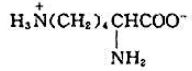 下列氨基酸中，属于碱性氨基酸的是（)。A.B.C.D.
