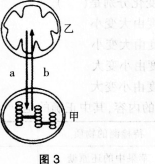 图3是植物叶肉细胞中两种结构以及两种物质的转移示意图，回答下列问题。 （1）图中a物质是______