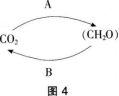 图4为生态系统中碳循环的部分示意图，下列说法不正确的是（）。 A.物质循环伴随着能量的流动B.能完图