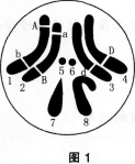 图1为果蝇体内某个细胞的示意图。下列相关叙述正确的是（）。 A.图中的染色体2、6、7、8可组成一个