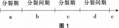 图1能表示一个细胞周期的是（）。 A.a～bB.c～dC.b～cD.b～d图1能表示一个细胞周期的是