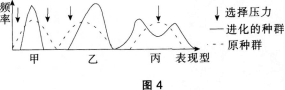 图4中甲、乙、丙表示自然选择对种群的三种作用类型，其中最易产生新物种的是（）。 A.甲B.乙C.丙D