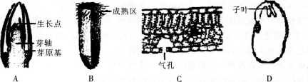 下列被子植物的器官结构图中，标注有误的是（）。A．B．C．D．A.B.C.D.下列被子植物的器官结构