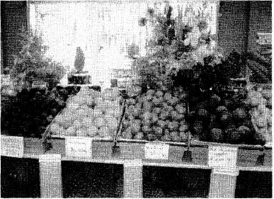 听力原文：（A) The produce has been sorted and arranged.