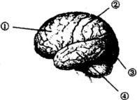 右图为大脑半球分区结构图，其中①②③④四个区域分别代表的是（）A．额叶顶叶枕叶颞叶B．枕叶额叶颞叶顶