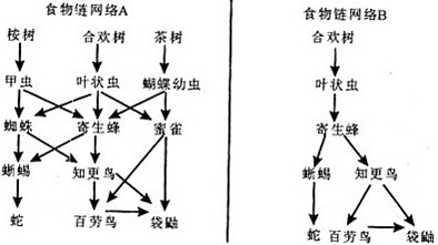 以下图表中的两个食物链网络，箭头从被吃的食物指向食物的获取者。叶状虫在食物链网络A和B中处于不同的位