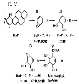 苯并（a)芘（BaP)的代谢活化过程如下图（Ⅰ～Ⅴ)，R表示BaP分子中的芘A．ⅠB．ⅡC．ⅢD．Ⅳ