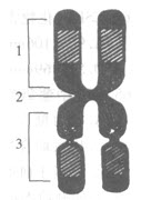 染色体如下图所示，哪项符合编号部位1、2、3的相应名称（）A．短臂次缢痕长臂B．短臂着丝粒长臂C．短