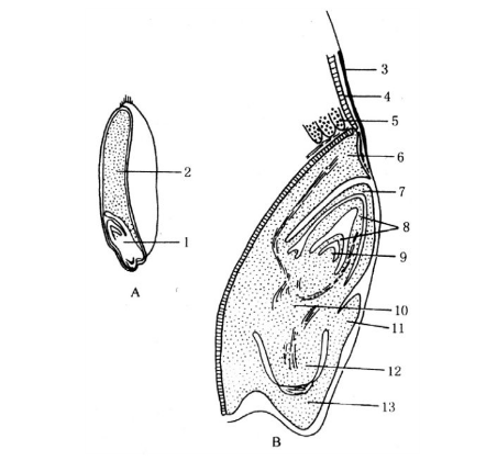 小麦种子示意图图片
