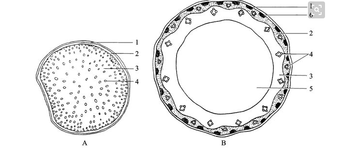 钩虫卵结构示意图标注图片