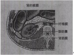 结合图像所示，肾的被膜由外向内依次为A.肾筋膜、脂肪囊、纤维膜B.脂肪囊、纤维膜、肾筋膜C.肾筋膜、