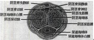 结合所示图像，下列关于阴茎的说法，错误的是阴茎的结构A.由外向内依次为皮肤、阴茎浅深筋膜及白膜B.阴
