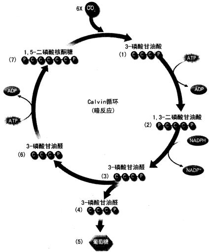 该图为Calvin循环示意图，请在小写字母标记处填上相应的数字或物质名称。 请帮忙给出正确答案和分析