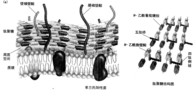 该图为细菌细胞壁的结构模式图，指出两种不同类型细菌细胞壁的组成和特性。 （1)细菌最外层是细该图为细