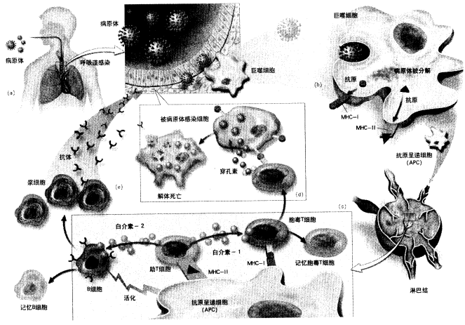 下图为T细胞介导的细胞免疫应答示意图，回答下列问题。 （1)病毒颗粒被吞噬细胞吞噬分解后，抗下图为T