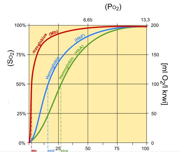 下图是以氧分压为横坐标以氧结合量为纵坐标做的血红蛋白与肌红蛋白氧
