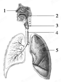 人体三大供能系统右图是人体呼吸系统组成图，请据图回答问题：Ⅰ（1）人能嗅到各种气味，是因为     