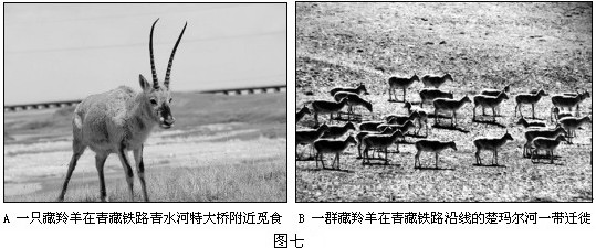 青藏铁路的资料请阅读下列资料，然后回答问题：青藏铁路线上的美丽风景  你知道藏羚羊吗？藏羚羊是青藏高