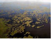 关于生态灾难的资料生态灾难的资料2010年4月20日，位于墨西哥湾的油井发生重大原油泄漏事件，破坏了