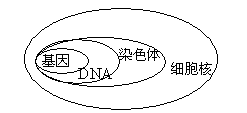 dna和基因的关系观察下图，请用一句话概述细胞核、染色体、DNA和基因的关系。