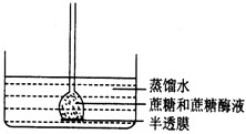 如图实验装置，玻璃槽中是蒸馏水，半透膜允许单糖透过。倒置的长颈漏斗中先装入蔗糖溶液，一定时间后再加入