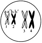 下图为某二倍体生物细胞分裂过程中某一时期分裂相示意图，图中1、2、3、4代表染色体，a、a′、b、b