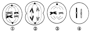 下列有关某生物体各细胞分裂示意图的叙述，正确的是[ ]A．图①处于减数第一次分裂的中期，细胞内有2对