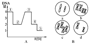 图A表示一动物精巢内细胞分裂及其精子形成过程中DNA相对数量的变化曲线，图B表示在上述的细胞分裂过程