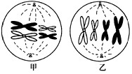 图甲和图乙为处于相同分裂阶段的两种动物细胞，都含有两对同源染色体。关于它们的叙述中错误的一项是[ ]