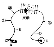 如图为某种反射弧示意图，结合下述实验回答问题。（1)用电刺激E，结果A发生运动反应；用电刺激B，结果