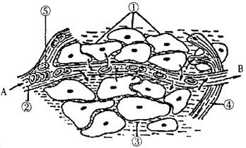 有氧呼吸的三个阶段图下图为体内细胞与内环境之间的物质交换示意图，据图回答下列问题：(1)此图表示细胞