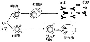 如图表示机体通过免疫反应清除抗原的过程。下列说法中错误的是[ ]A．抗原刺激机体后，T细胞和B细胞会