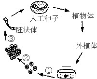 将愈伤组织在液体培养基中培养,建立悬浮培养物,主要优点为