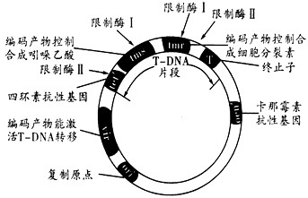 黏性末端是指哪一部分下图表示“华恢1号”抗虫水稻主要培育流程，据图回答：(1)杀虫基因通过①－④，最