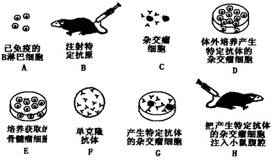 烟草远缘杂交后代的分离特点?