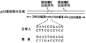 人体细胞内含有抑制癌症发生的P53基因，生物技术可对此类基因的变化进行检测。(1)目的基因的获取方法