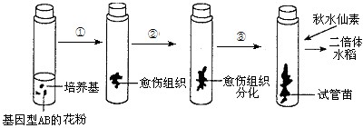 单倍体育种的过程下图表示AaBb的水稻单倍体育种过程，下列说法错误的是[     ]A．图中②过程可